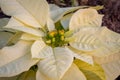 A White Poinsettia Flower in the Garden