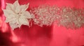 Poinsettia flower white with snow Royalty Free Stock Photo