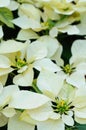 White poinsettia flowers