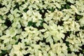 White poinsettia plants