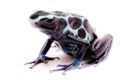 White poison dart frog Dendrobates tinctorius oyapok Royalty Free Stock Photo