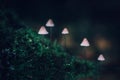 White poisonous little mushroom mycena on dark green background. A group of mushrooms on a hill covered with moss. Mycena filopes Royalty Free Stock Photo