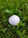 White poisonous mushroom on the green grass in the forest