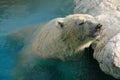 White Polar Bear Royalty Free Stock Photo