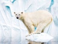 White polar bear Royalty Free Stock Photo