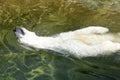 White polar bear enjoy in water Royalty Free Stock Photo