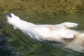 White polar bear enjoy in water