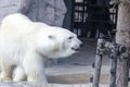 White polar bear Royalty Free Stock Photo