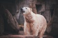 White Polar Bear Hunter on the rock Royalty Free Stock Photo