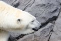 White Polar Bear Hunter in the zoo Royalty Free Stock Photo