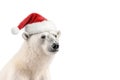 A white polar bear in a red Santa Claus hat. New year or christmas concept with wild zoo animal white bear Royalty Free Stock Photo