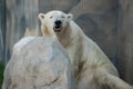 A White Polar Bear`s Face With Mouth Opened At Brookfield Zoo In Illinois.