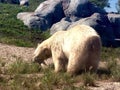 White, Polar Bear Royalty Free Stock Photo