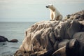 White polar bear sitting on a rock in the sea Royalty Free Stock Photo