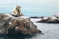 A white polar bear is sitting on a rock Royalty Free Stock Photo