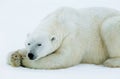 White Polar Bear sleeping on ice Royalty Free Stock Photo