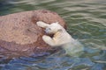 White polar bear struggles for life Royalty Free Stock Photo