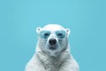 White polar bear in sunglasses against a stylish blue backdrop