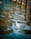 a white polar bear swimming in an aquarium area by the dock Royalty Free Stock Photo