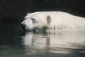 A White Polar Bear Swimming In The Summer At Brookfield Zoo.