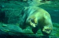 White polar bear under water Royalty Free Stock Photo