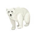 White polar bear. Vector isolated character on white background.