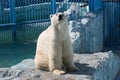 White polar bear at the zoo Royalty Free Stock Photo