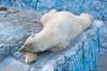 White polar bear at the zoo Royalty Free Stock Photo