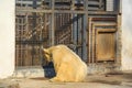 White polar bear in zoo Royalty Free Stock Photo