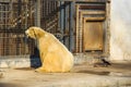 White polar bear in zoo Royalty Free Stock Photo