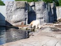 White polar bear in a zoo Royalty Free Stock Photo