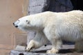 White Polar Bear in the Zoo Royalty Free Stock Photo