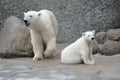 White polar bears family