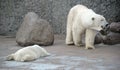 White polar bears family