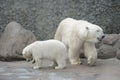 White polar bears family