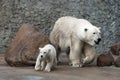 White polar bears family Royalty Free Stock Photo