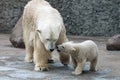 White polar bears family Royalty Free Stock Photo