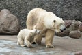 White polar bears Royalty Free Stock Photo