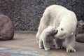 White Polar bears family Royalty Free Stock Photo