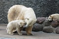 Polar bears family Royalty Free Stock Photo