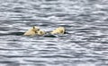 White polar bears swimming in the cold wavy ocean on a winter day Royalty Free Stock Photo