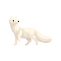 White polar fox arctic animal vector Illustration on a white background Royalty Free Stock Photo