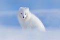White polar fox in habitat, winter landscape, Svalbard, Norway. Beautiful animal in snow. Sitting fox. Wildlife action scene from Royalty Free Stock Photo