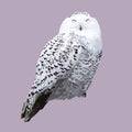 White polar owl. Detailed realistic illustration