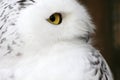 White polar owl