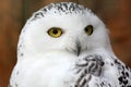 White polar owl