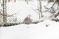 White polar owl in the snow in the winter forest Royalty Free Stock Photo