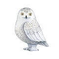 White polar owl-watercolor illustration isolated on white background