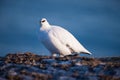 White polar partridge on a sunny winter day in the Svalbard archipelago, Arctic birds