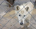White polar wolf in the zoo Royalty Free Stock Photo